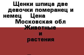 Щенки шпица две девочки померанец и немец  › Цена ­ 15000-20000 - Московская обл. Животные и растения » Пропажи и находки   